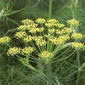 Fennel Oil