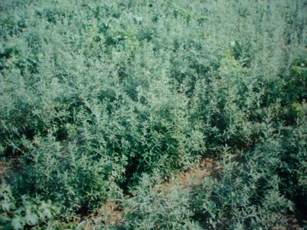 Sea buckthorn base