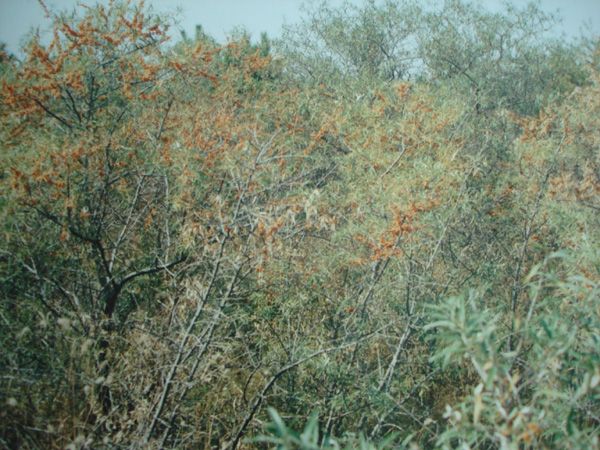 Sea buckthorn base