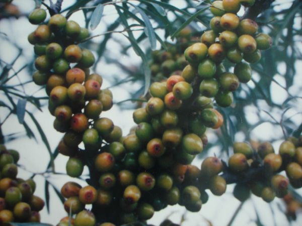 Sea buckthorn base