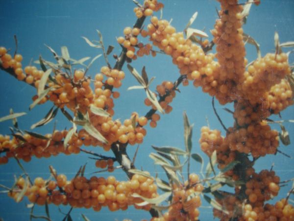 Sea buckthorn base
